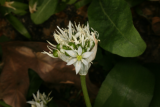 Allium ursinum RCP4-11 065.JPG